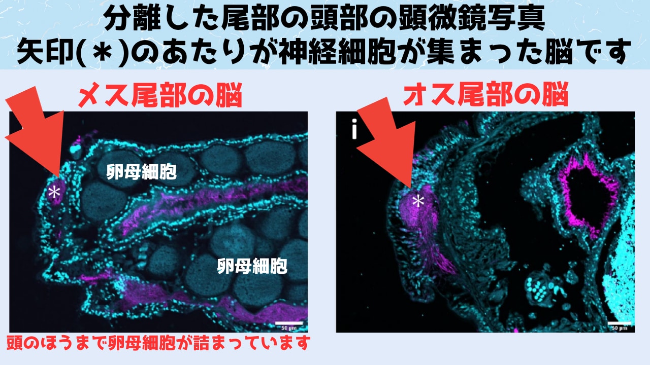 交尾の時期になると目と脳を生やして泳ぎ去る尻尾の秘密を解明