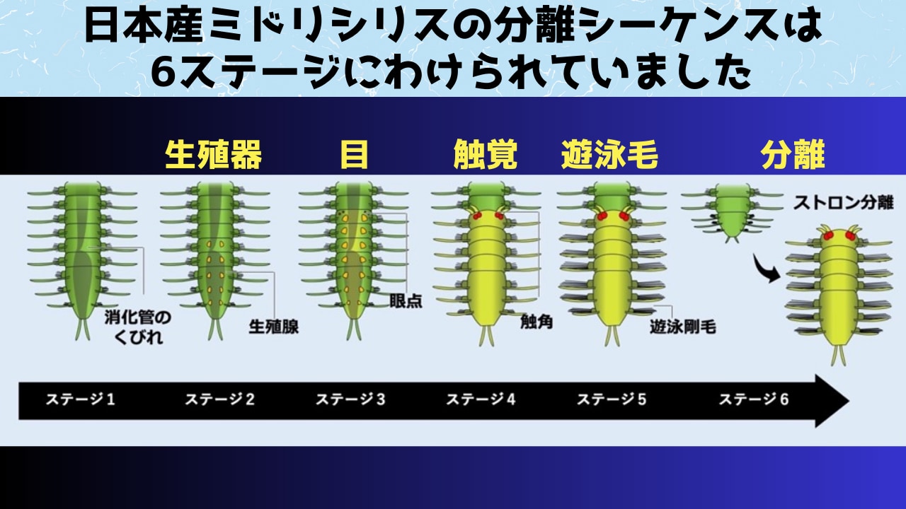 交尾の時期になると目と脳を生やして泳ぎ去る尻尾の秘密を解明