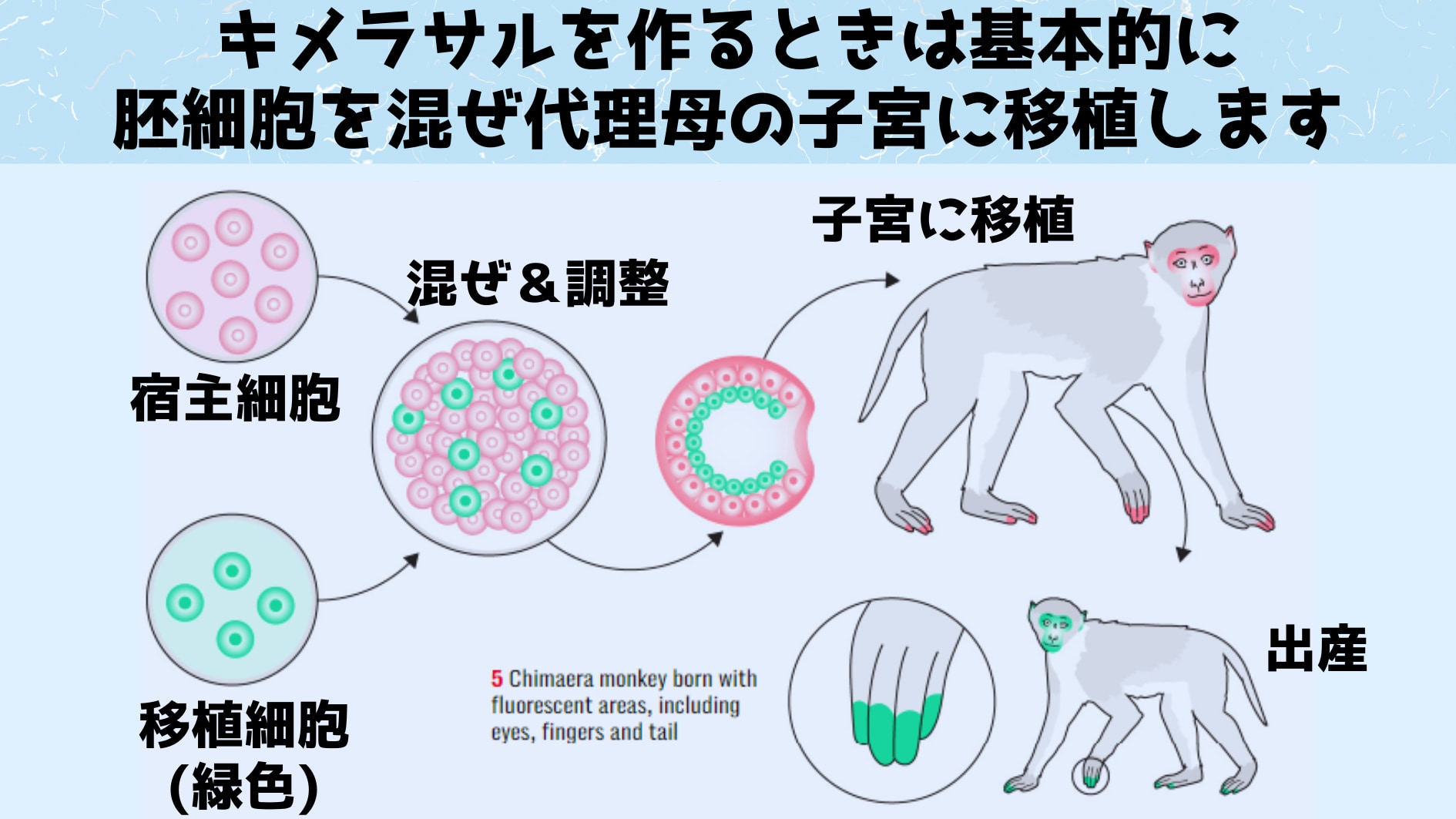 キメラサルの作成過程を簡単に描いたもの