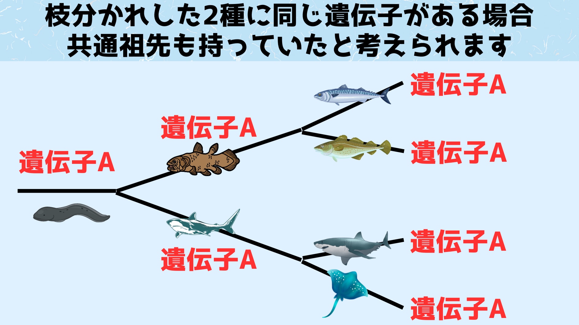 分岐した２種に同じ遺伝子がある場合、共通先祖も持っていた可能性が高い