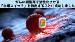 がんの細胞死を活性化させる「自爆スイッチ」を特定することに成功！