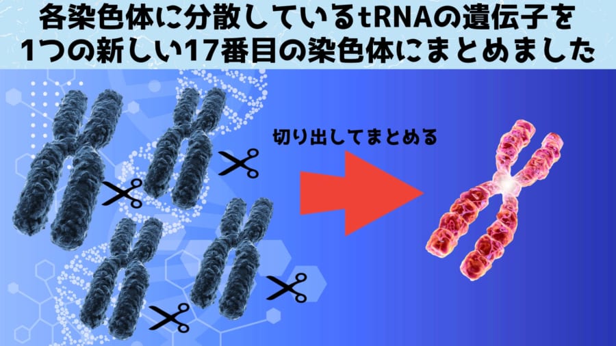 不確実性が高い領域を1本の新しい染色体にまとめる