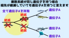 先祖が絶滅していてもサンプリングする系統を増やせば問題ない