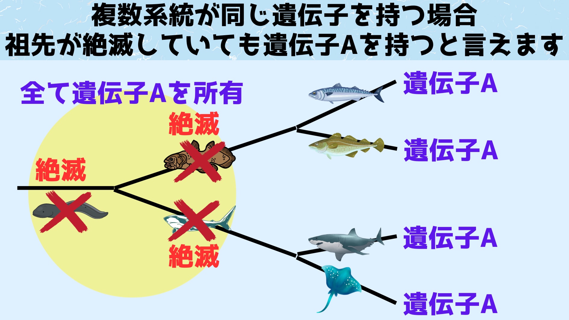 先祖が絶滅していてもサンプリングする系統を増やせば問題ない