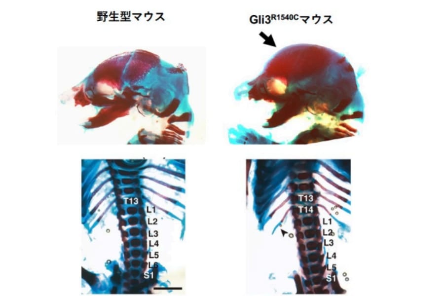 ネアンデルタール由来のタンパク質を組み込むとマウスの「骨格」が変化すると判明！