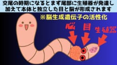 交尾の時期になると目と脳を生やして泳ぎ去る尻尾の秘密を解明