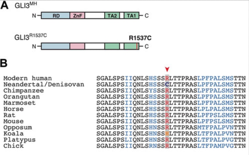 A:現代人と絶滅人類のGLI3の比較、B:絶滅人類では赤で示す「R」が「C」に変異している