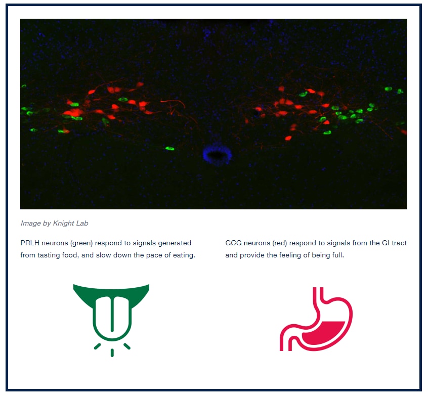 PRLH ニューロン (緑色) は、味覚から生成される信号に反応し、食べるペースを落とす。GCG ニューロン (赤色) は消化管からの信号に反応し、満腹感を与える