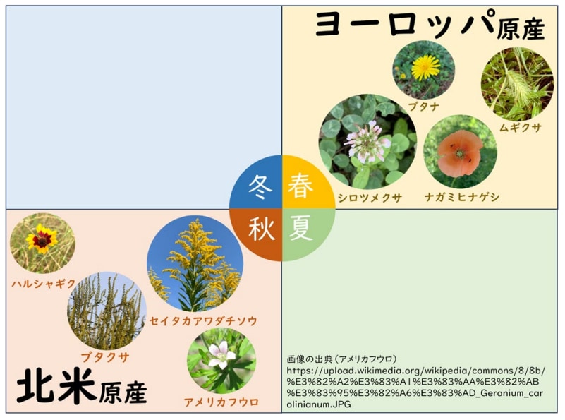 春に咲く雑草はヨーロッパ原産が多く、秋に咲くのは北米原産が多い。