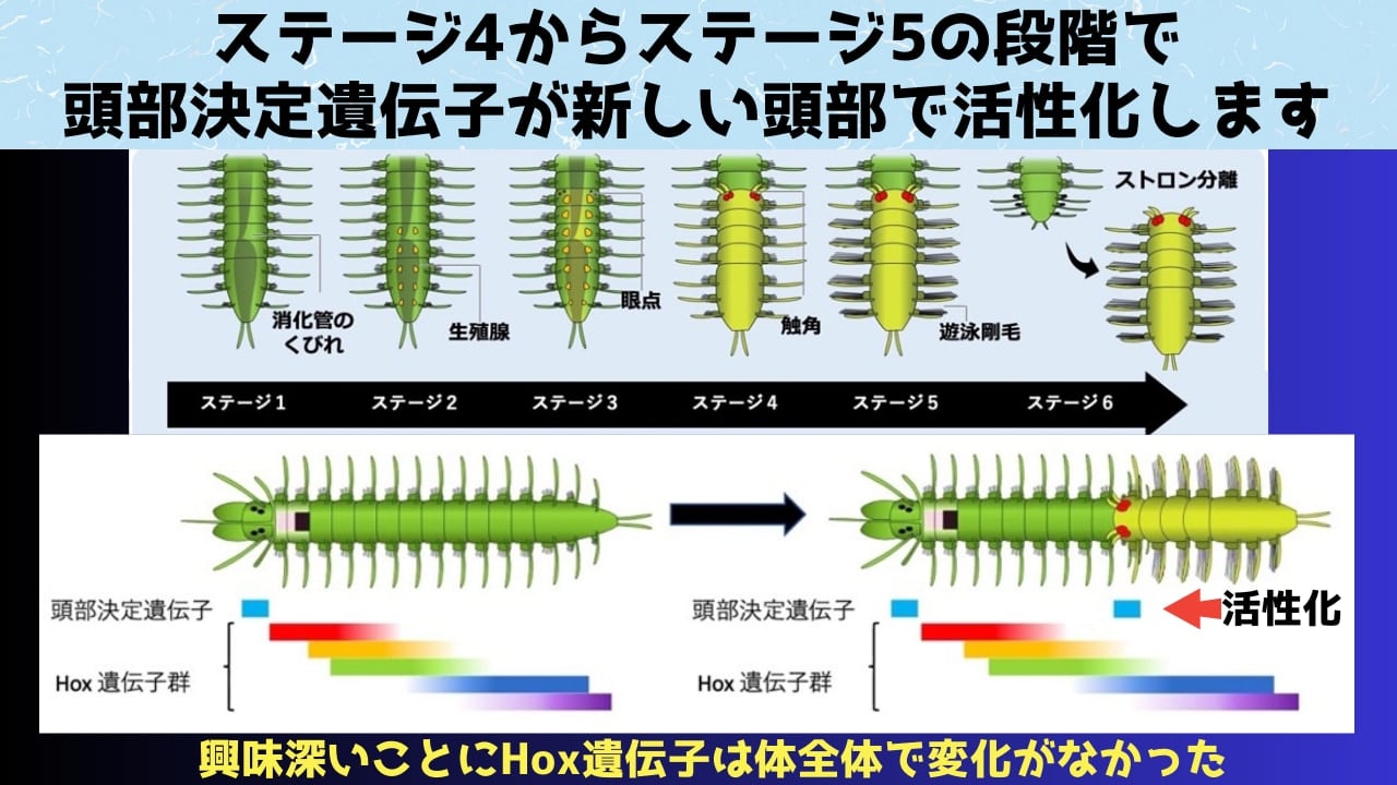 交尾の時期になると目と脳を生やして泳ぎ去る尻尾の秘密を解明