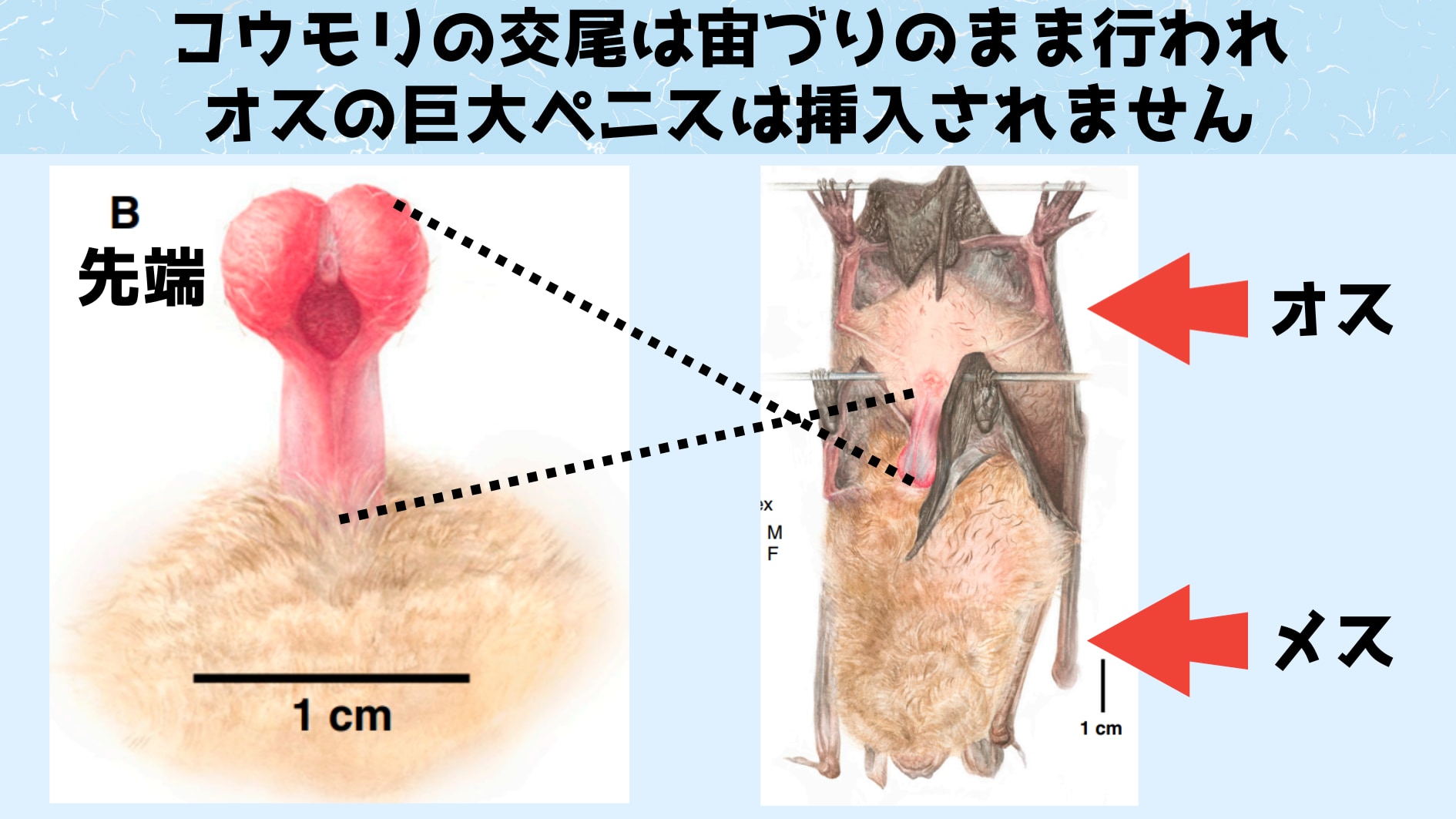 コウモリには様々な形態のペニスが確認されていますが、挿入できないほど巨大なペニスの使い方が判明したのは今回の研究が初めてとなります