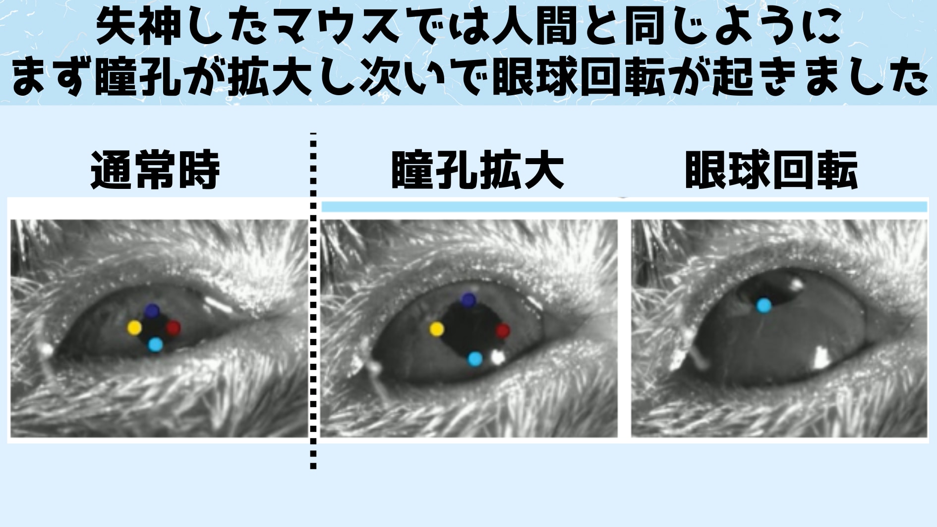 人間の失神にみられるように瞳孔の拡張と眼球の回転がみられました。