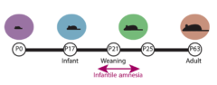 マウスでは離乳期（Weaning）に幼年期健忘が生じる