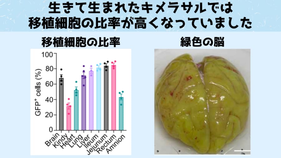 キメラサルは高いレベルで移植細胞を含んでいました