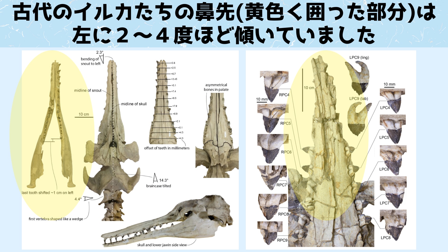 イルカはどうやって音波探知能力を進化させたのか？古代のイルカの化石に特殊な痕跡を発見の画像 4/4