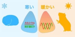 概日リズムは15℃の低温で止まり、35℃に温まるとリスタートすることが判明！