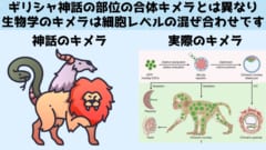 生物学のキメラは神話のように切り貼りしたものではありません