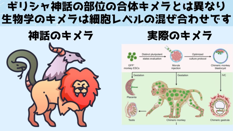 生物学のキメラは神話のように切り貼りしたものではありません