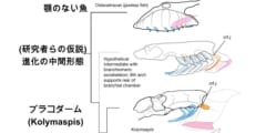 顎のない魚からプラコダーム（板皮類）の一種（Kolymaspis）に至る過程。