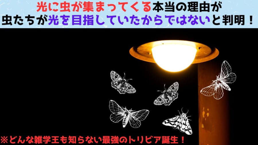 第1位：実は未解明問題「虫が光に引き寄せられる理由」がついに判明！