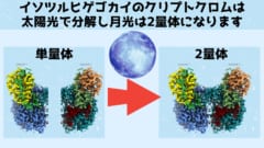 月の光だけを検知できる生物の特殊な光システムを解明！