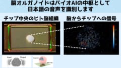 脳オルガノイドは主に球状の形態をしており複雑な神経ネットワークを持っています。