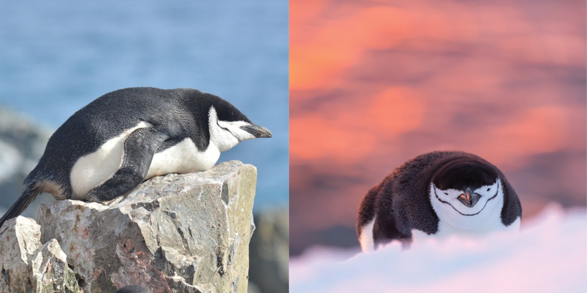 4秒のうたた寝を1万回も繰り返して1日の睡眠をとるペンギンがいた！