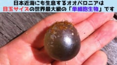 目玉サイズの世界最大級の単細胞生物の不思議な生態