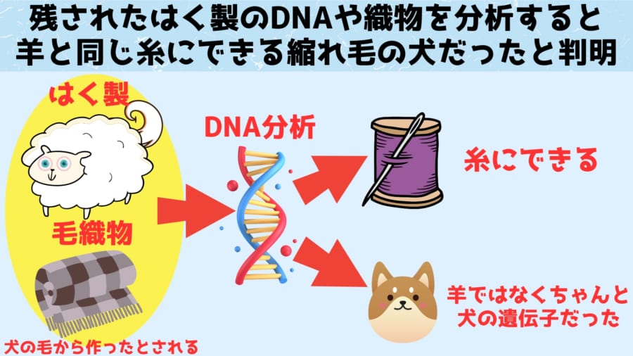 伝説にある「羊の毛」を持つ犬が実在したと判明！