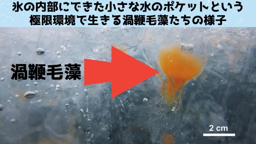 淡水プランクトンも「磯の香り」の元になる化合物を作っていたと判明！