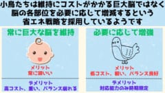 交尾の時期に「脳の一部を2倍」に増量させる鳥たちの仕組みを解明！