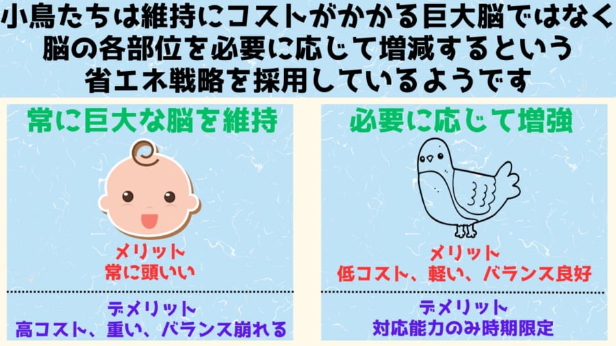 交尾の時期に「脳の一部を2倍」に増量させる鳥たちの仕組みを解明！