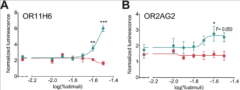 ヒト嗅覚受容体「OR11H6」と「OR2AG2」が涙（青）によって活性化。生理食塩水（赤）では特に反応がなかった