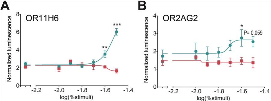 ヒト嗅覚受容体「OR11H6」と「OR2AG2」が涙（青）によって活性化。生理食塩水（赤）では特に反応がなかった