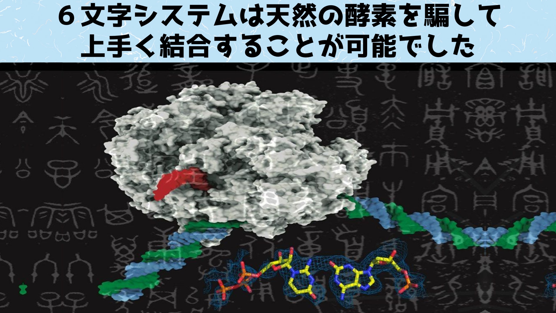 ６文字システムのDNAとRNAポリメラーゼが結合している様子