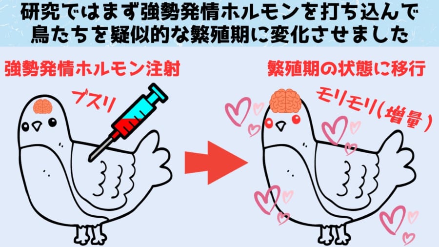 交尾の時期に「脳の一部を2倍」に増量させる鳥たちの仕組みを解明！