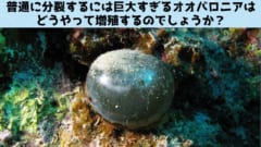 巨大な単細胞生物オオバロニアはどうやって「細胞分裂」するのか？