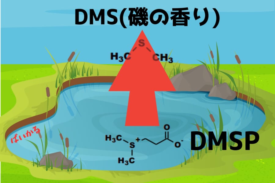 海から離れた湖の淡水プランクトンも「磯の香り」の原因となる化合物を作っていた！