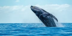 世界初！クジラとの20分間にわたる「会話のキャッチボール」に成功！