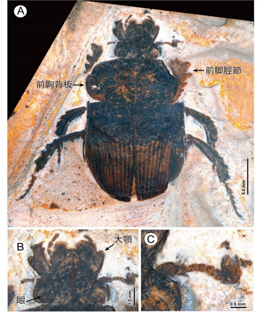 八谷君が見つけた約30万年前のコガネムシの化石