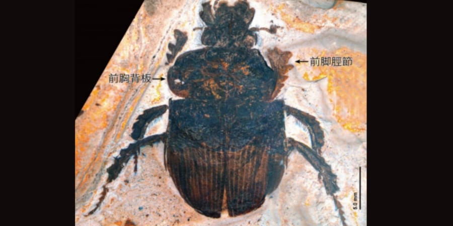 日本の高校生が授業中に30万年前の「新種のコガネムシ化石」を発見