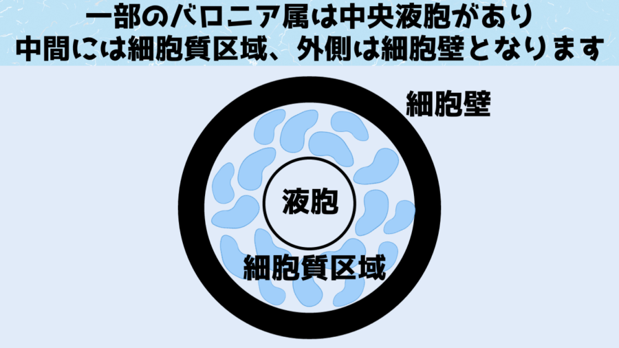 バロニア属はしばしば中央に大きな液胞を抱えています