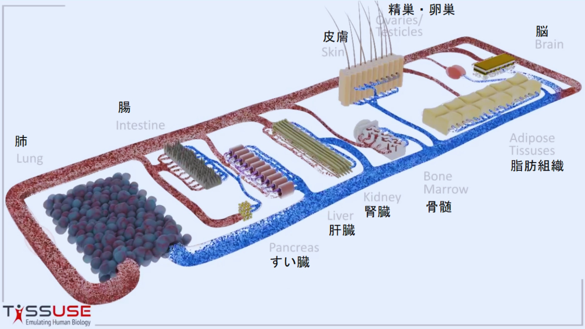 複数のオルガノイドを基盤の上に配置した様子。左下の呼吸する肺から出た酸素の多い体液は赤で示され、各臓器から戻って来る酸素の少ない体液は青で示されている