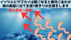 月の光だけを検知できる生物の特殊な光システムを解明！