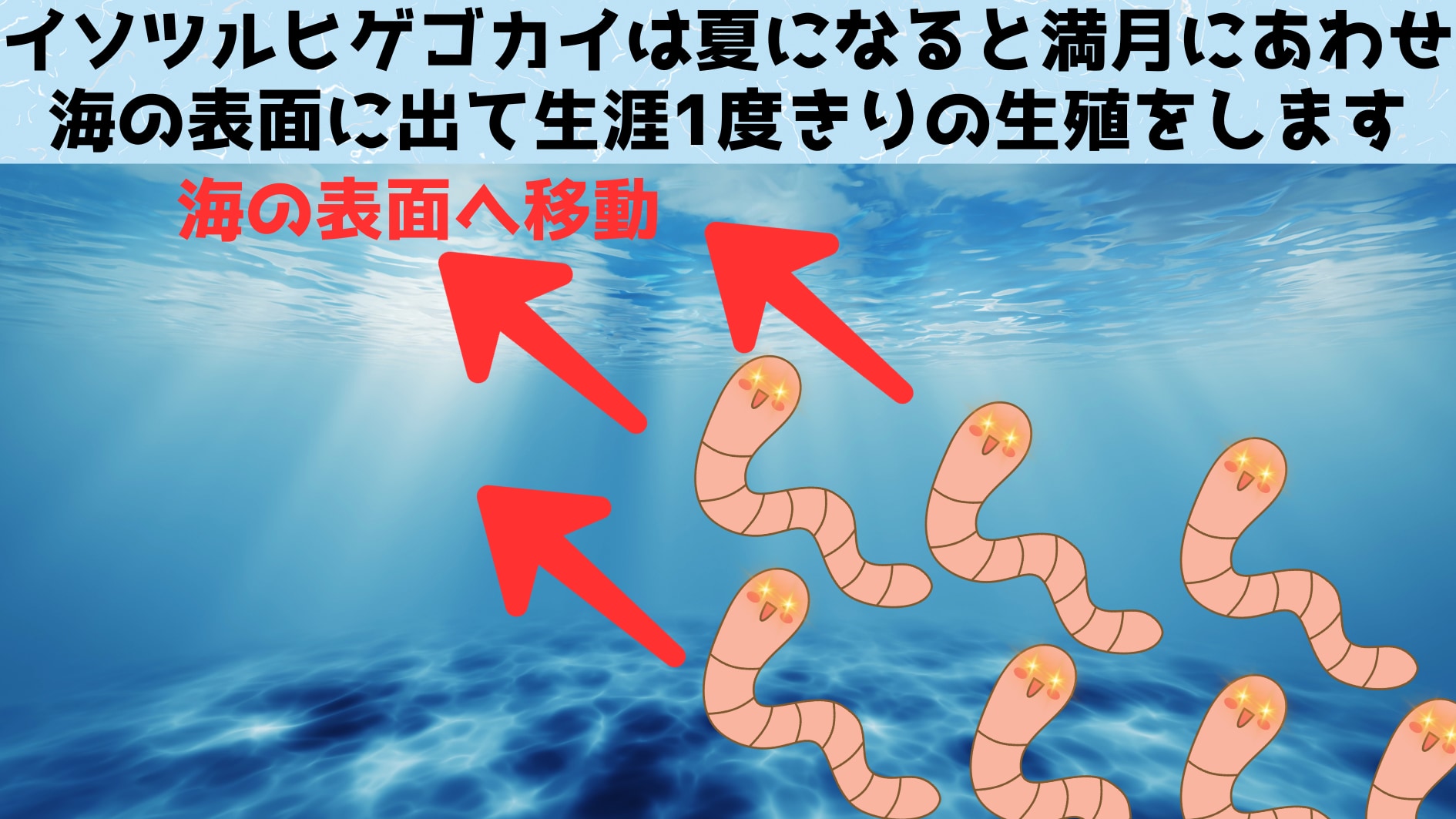 月の光だけを検知できる生物の特殊な光システムを解明！