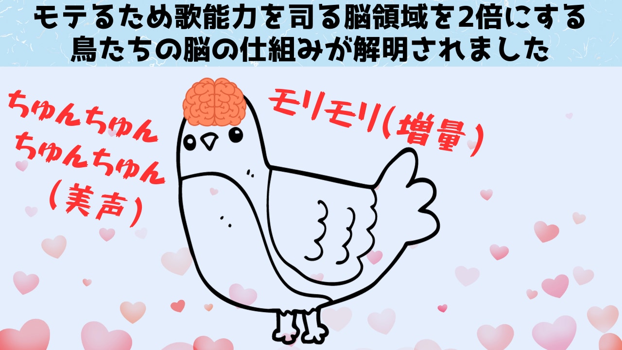 交尾の時期に「脳の一部を2倍」に増量させる鳥たちの仕組みを解明！