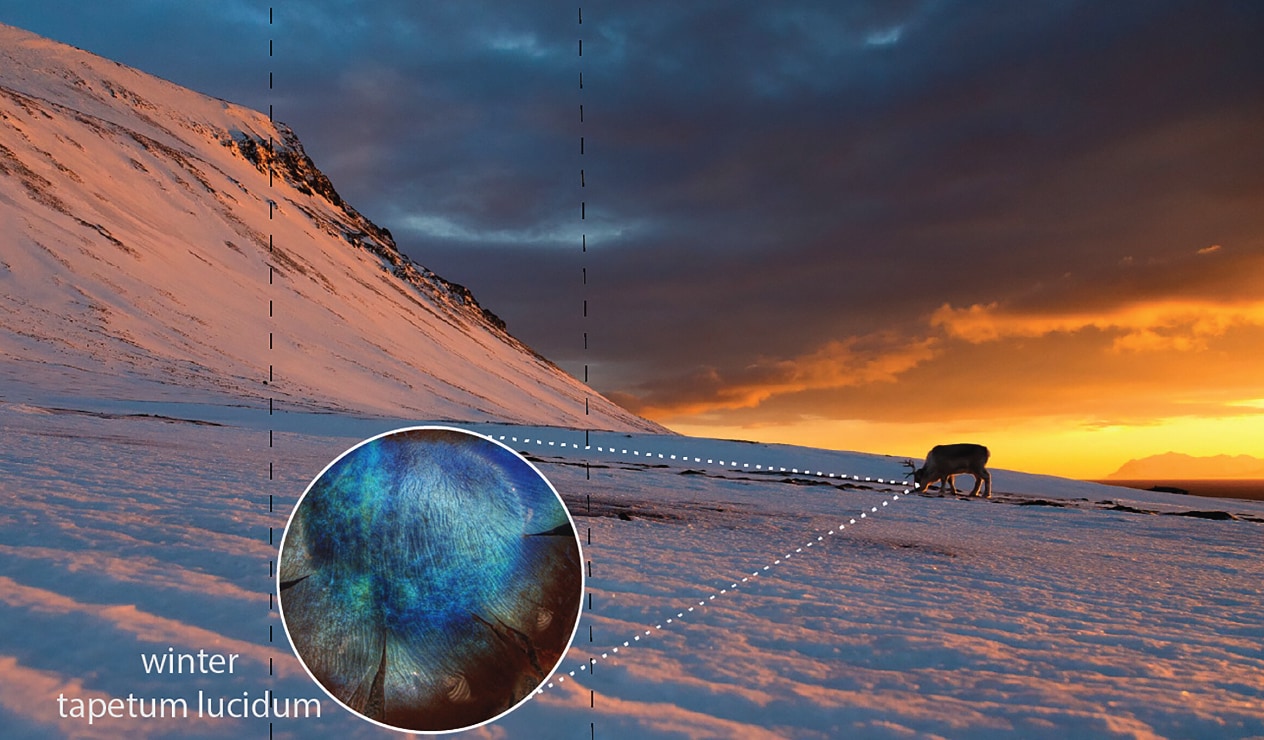 トナカイが地衣類を採餌する様子（画像の場所はノルウェーのスヴァールバル諸島）。円内は真冬の輝板の色