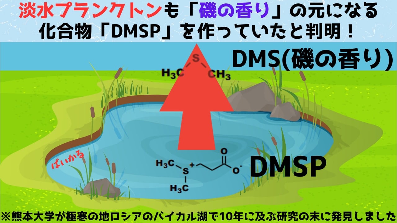 淡水プランクトンも「磯の香り」の元になる化合物を作っていたと判明！