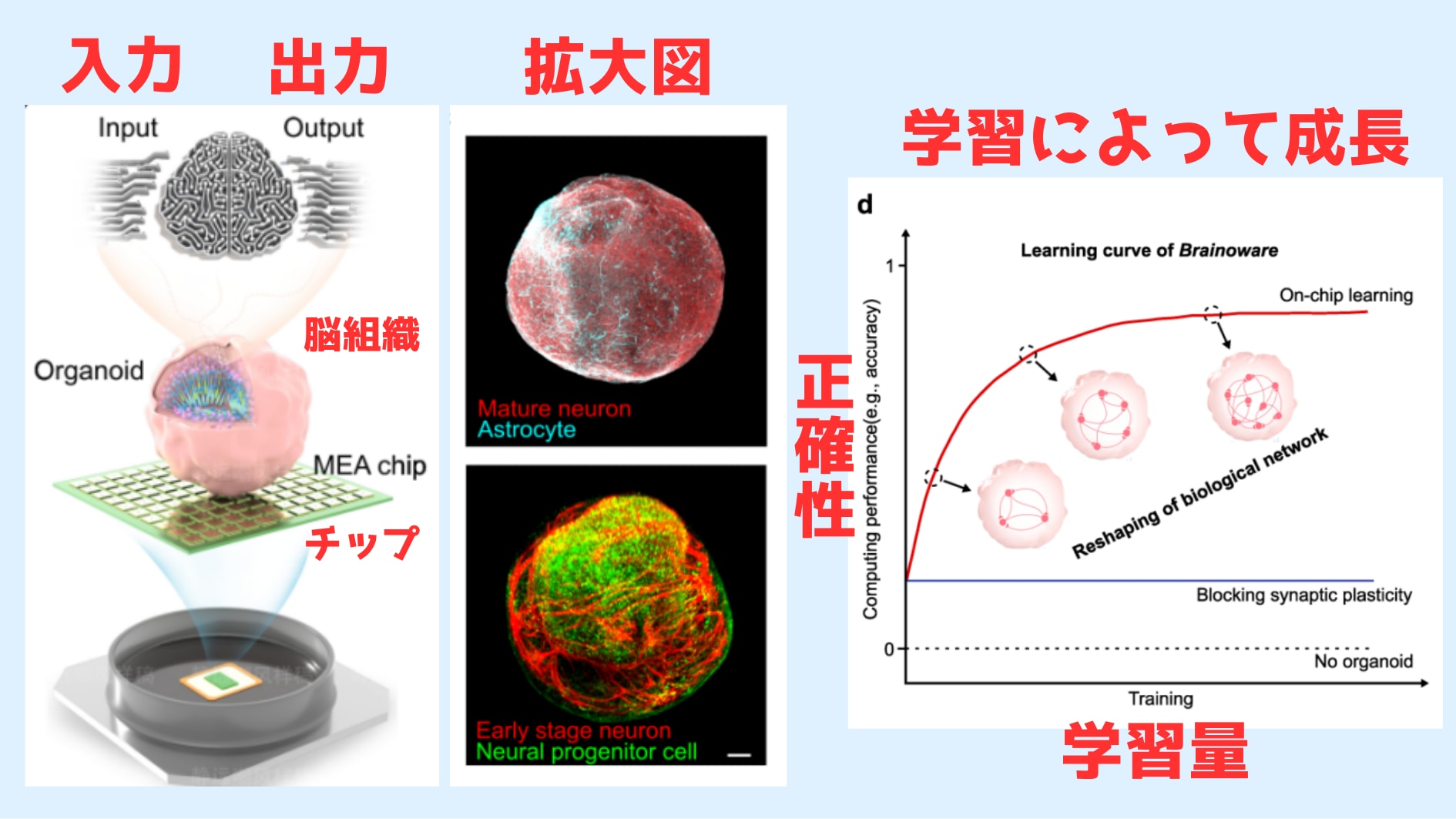 ヒト脳細胞をチップと融合させた「日本語の音声識別AI」を開発！