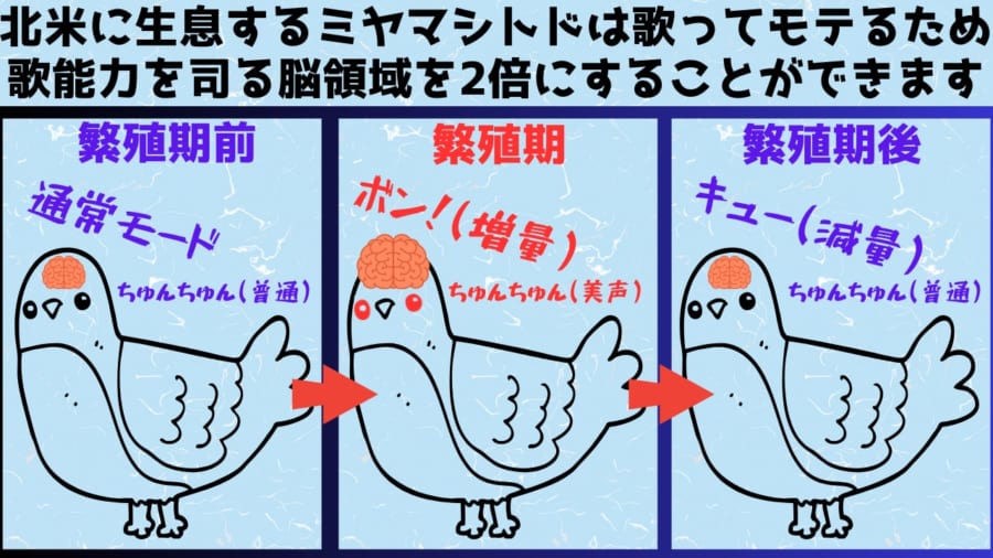 交尾の時期に「脳の一部を2倍」に増量させる鳥たちの仕組みを解明！